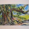 Cottonwood Tree - Chinati Hot Springs
